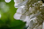 Oakleaf hydrangea